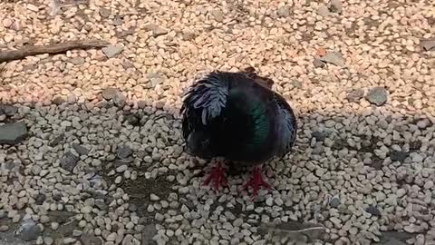 The bird's back