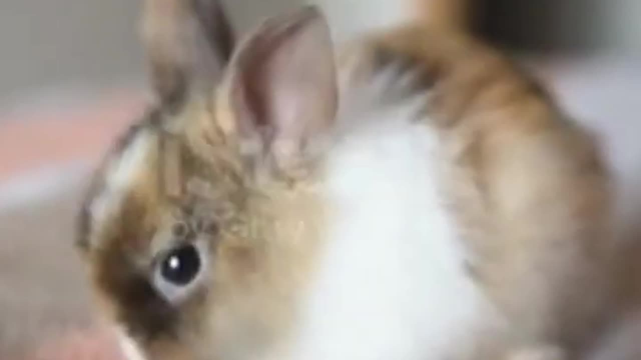 vores elskede kældedyr( kaninen)our beloved pet (the rabbit)3