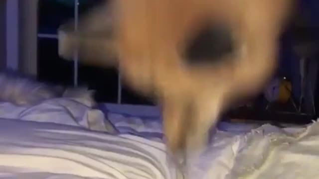 jumping dog on a bed