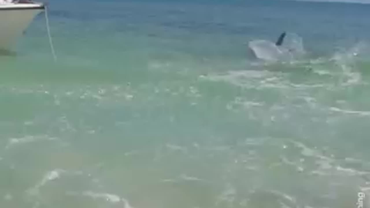 Beachgoers captured the moment a hammerhead raced after another shark in Exmouth.