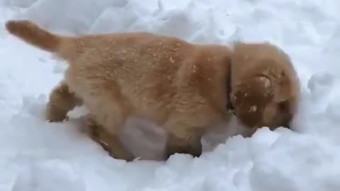 A dog that is not afraid of cold.