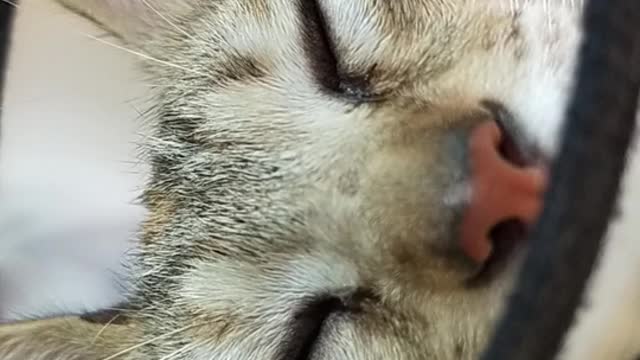 Cute can't video