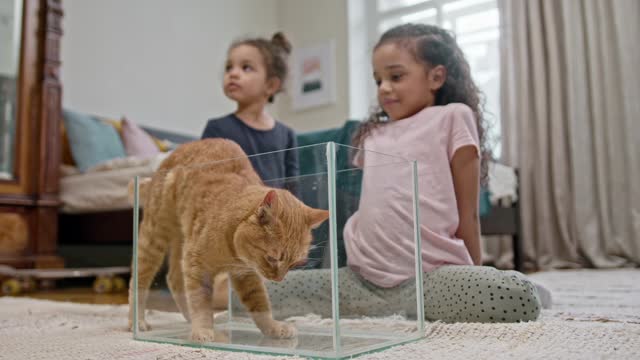 nice baby and cat funny