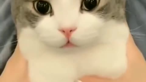 Cute Cat Video