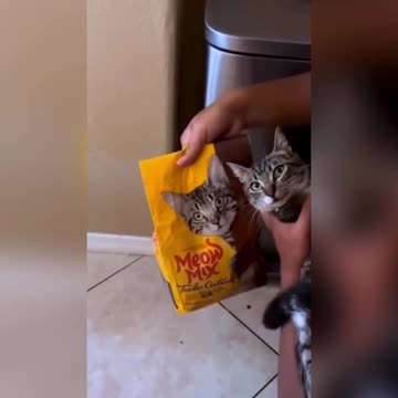 Funny moments with my cat 😺 #22