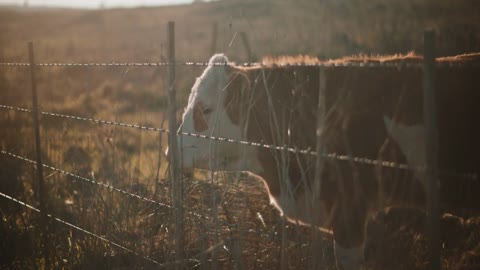 Brown cow standing next to fence