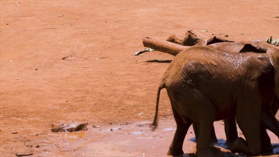 funny baby elephant play with each others