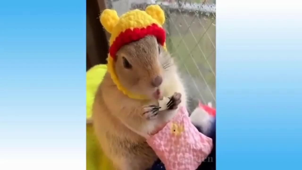 Best Of The 2021 Funniest Animal Videos - Cutest Animals Ever