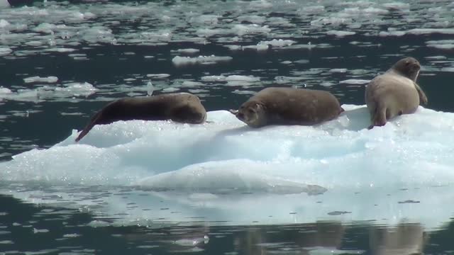 The seal is sitting on the ice