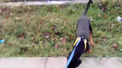 #How To Train Puppy To Potty Training # Rottweiler Training Telugu లో#