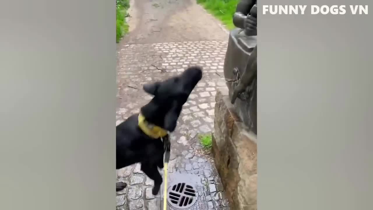 Funny Dogs Video