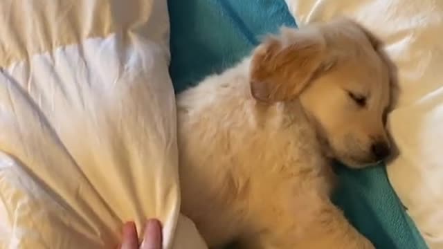 wakey wakey golden retriever puppy, it's time for school