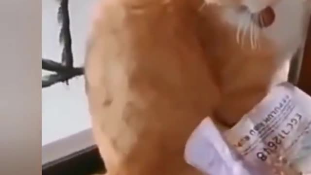 mercenary cat