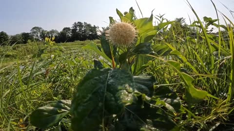 Sugar Shack Buttonbush