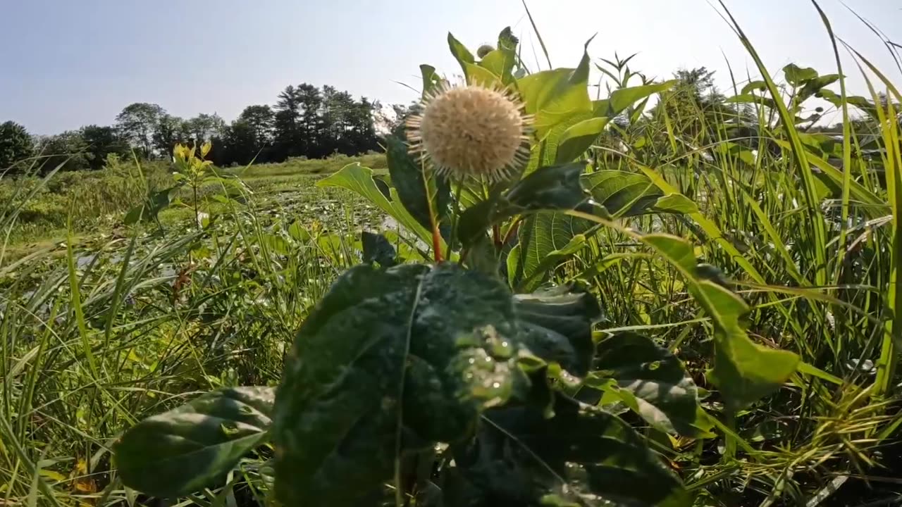 Sugar Shack Buttonbush