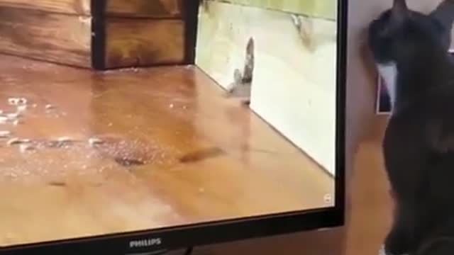 Where Is The Mouse?