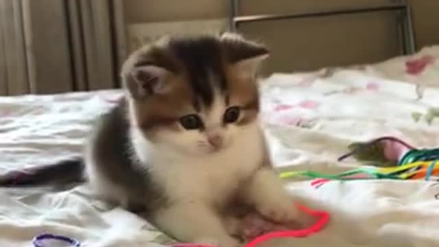 Watch this: Cute little feline baby Cat, Funny Cat video