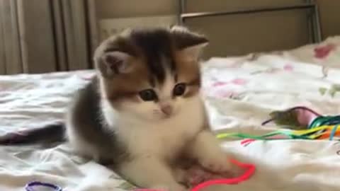 Watch this: Cute little feline baby Cat, Funny Cat video