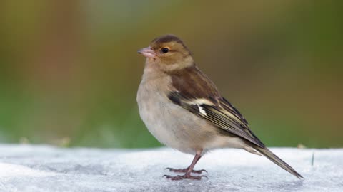 The Chaffinch: Close Up HD Footage (Fringilla coelebs)