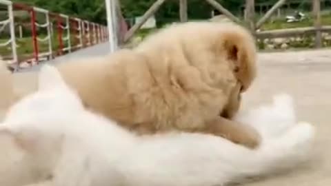 cute animals are being played.