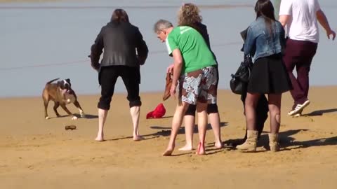 VICIOUS DOG ATTACKS PEOPLE ON BEACH