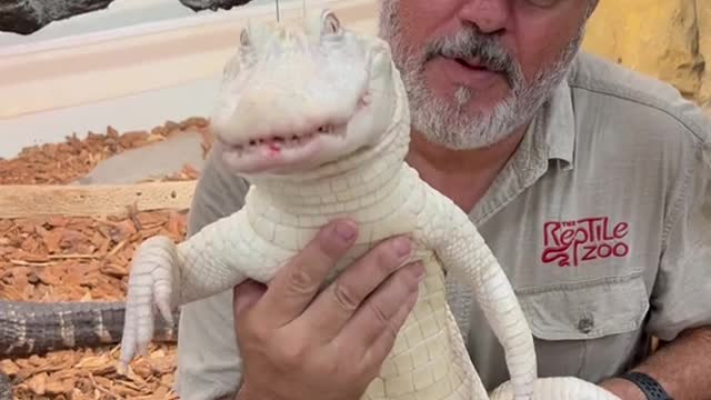 Albino American alligator love their food