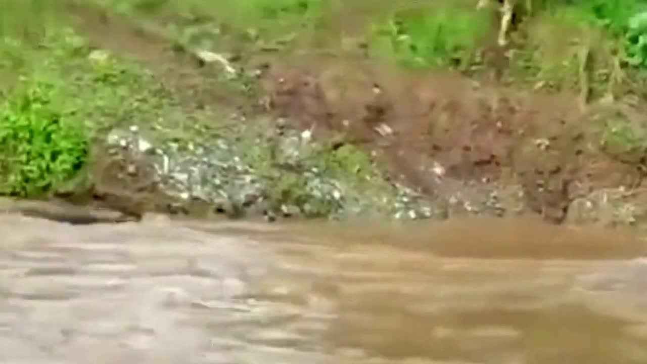 Brave man rescues drowning cow in Philippines