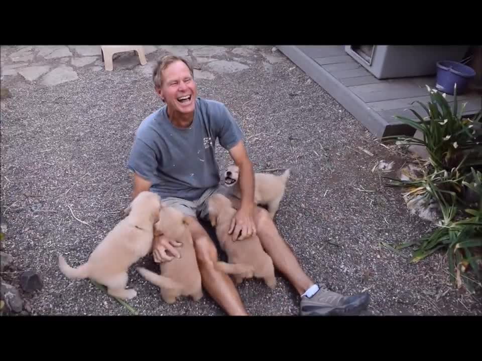 Golden Retriever Puppy Attack