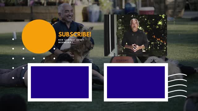 Dog training video