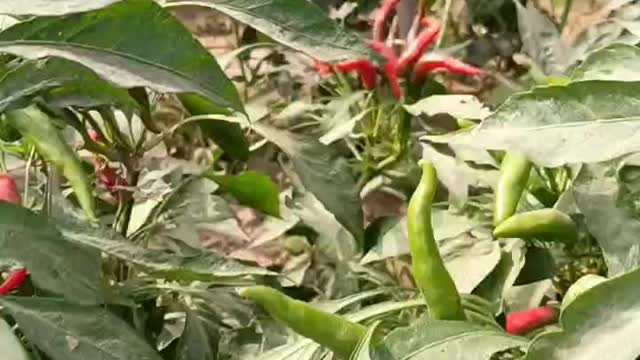 The peppers are very nice