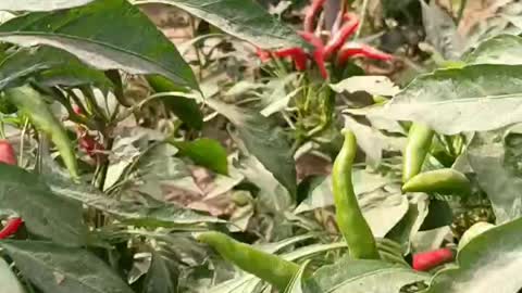 The peppers are very nice