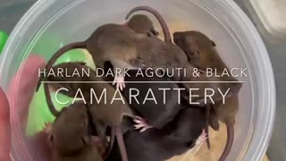 Harlan Dark Agouti Rats