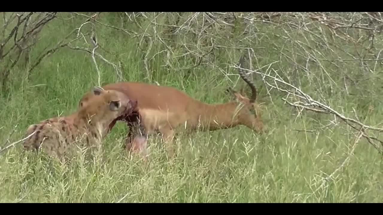 hyena eating a live animal