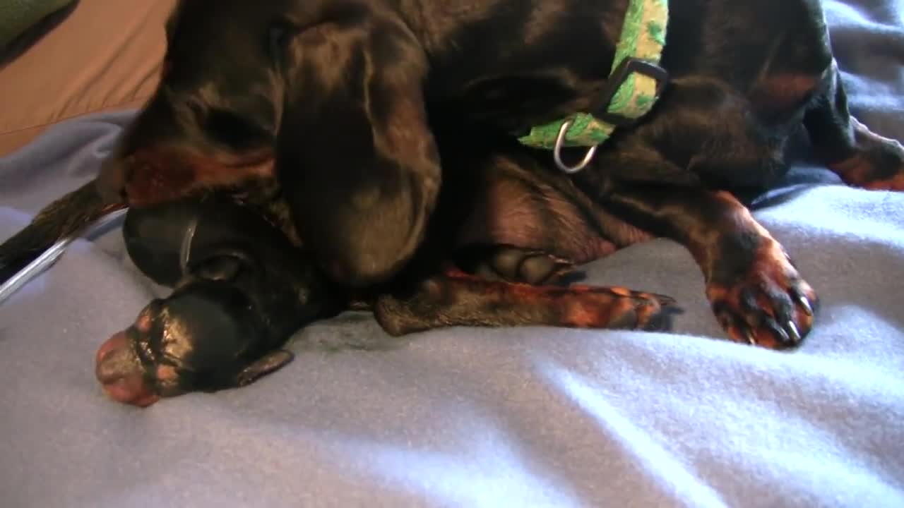 Cute1st Puppy Birth