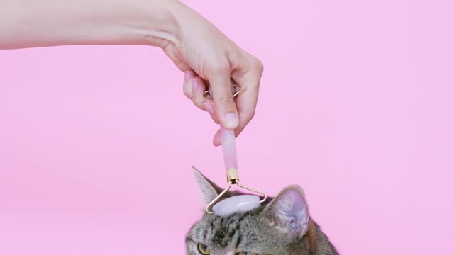 person-massaging-a-cat-with-a-facial-roller