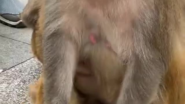 Cute Monkey China & Funny Love monkey| Animals Love