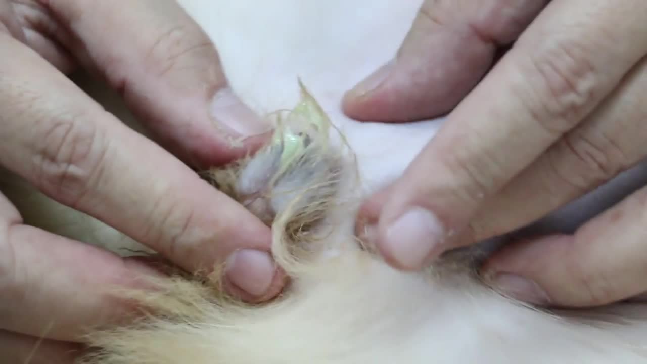 A Golden Retriever puppy passed pus from the vagina Pt 1