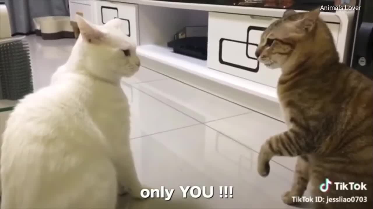 CATS TALK BETTER THAN HUMAN PART 2