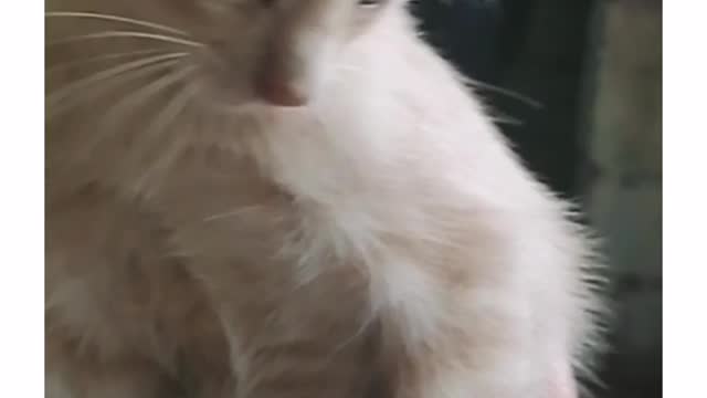 LITTLE PET SO CUTE AND DELICATE
