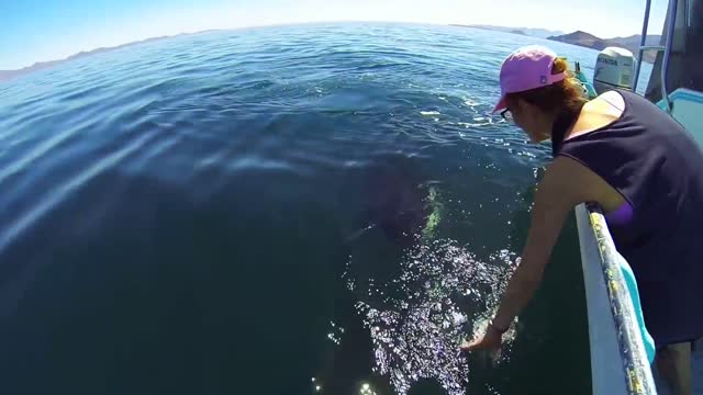 Unique Orca Encounter In The Sea Of Cortez Mexico