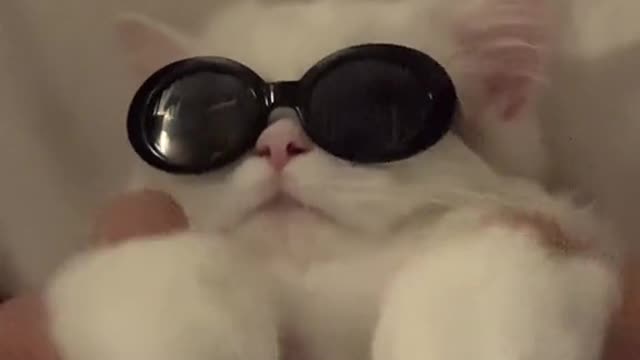 coolest cat ever seen