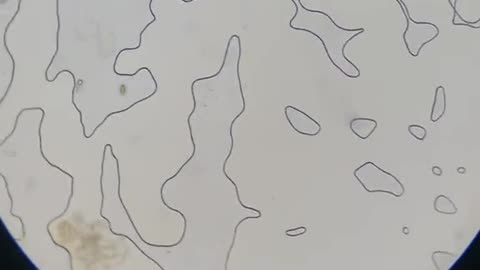 XO is beautiful at 400x under a microscope! #microscope