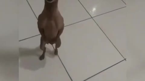 dancing dog try not to laugh!