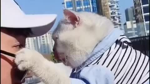 #loves​ #pet​ #pettoys​ #clever​ #animals​ #cat​ #happy​ #funny​ #cute​