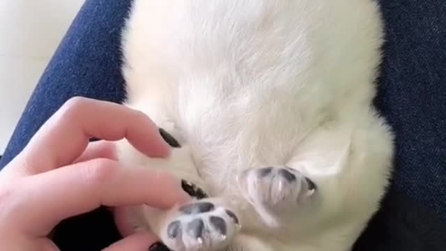 Quit! Quit your job from your world - puppy.