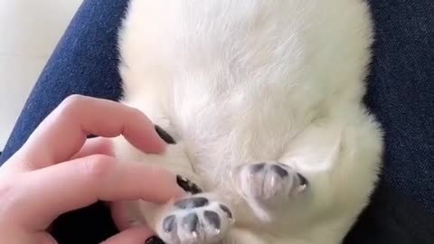 Quit! Quit your job from your world - puppy.