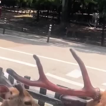 Big Fails Funny Videos