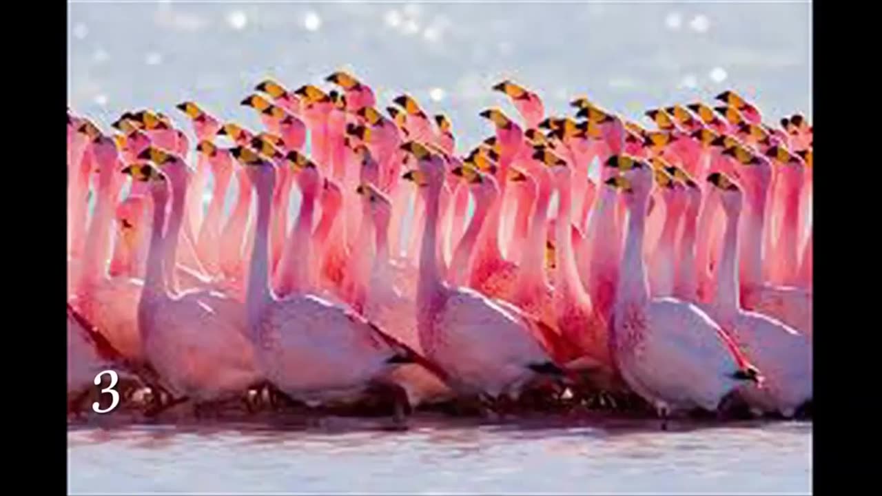 TOP 10 MOST GORGEOUS BIRDS ON THE PLANET