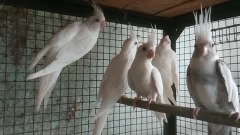 Albino cockatiel