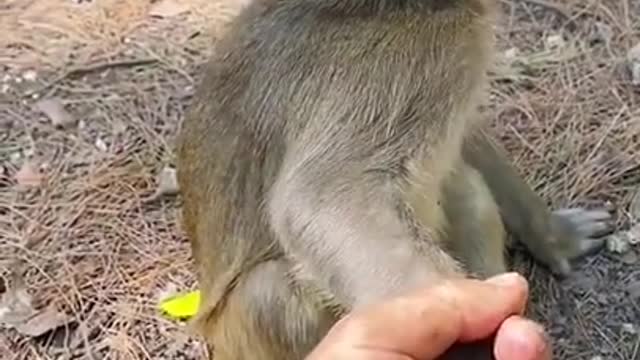 Funny little Monkey Video